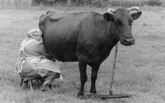 Altes Dorfzentrum der Dorfteich Gildenfest, etwa 1932 Die alte